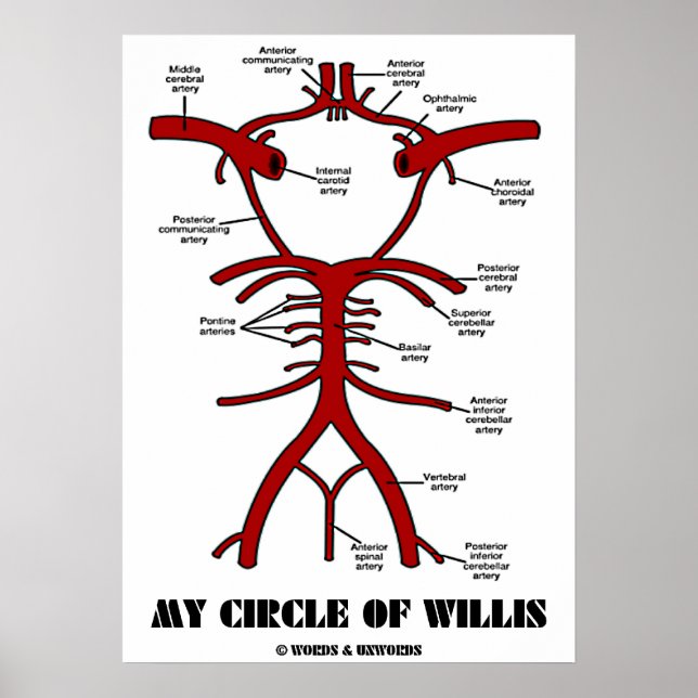 Mein Zirkel von Willis (anatomische Arterien) Poster (Vorne)