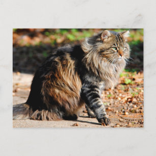 Meine Acorn Maine Coon Cat Postkarte