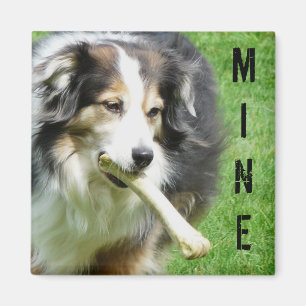 MEINE! Australian Shepherd Magnet