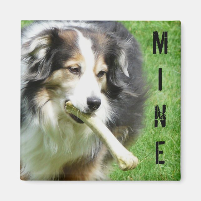 MEINE! Australian Shepherd Magnet (Vorne)