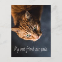 Meine beste Freundin hat Pfoten, Cat Kitten Niedli