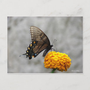 Meine Butterfly-Karte Postkarte