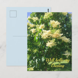 Meine Darling Postcard Postkarte