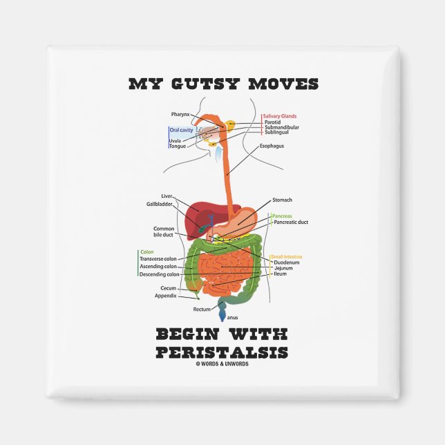 Meine Gemüsebewegungen beginnen mit Peristalsis (D Magnet (Vorne)