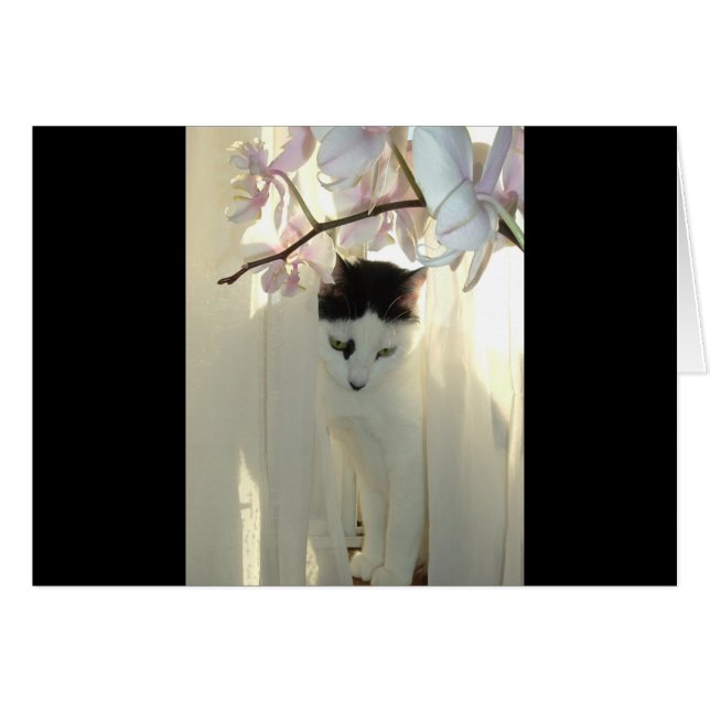 Meine Hübsche Kitty (Vorderseite (Horizontal))