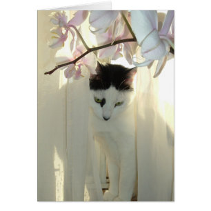 Meine Hübsche Kitty