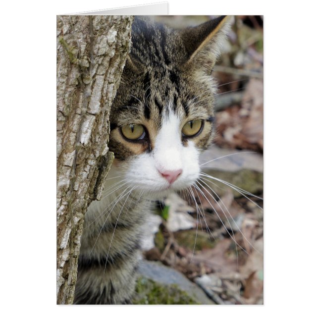 Meine Jagdkatze (Vorne)