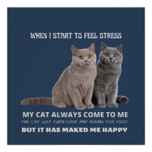 Meine Katze macht mich immer glücklich Poster