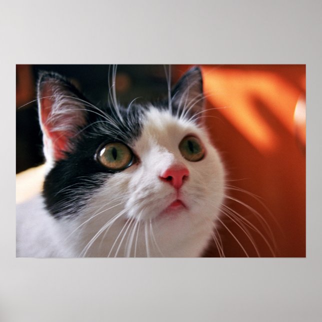 Meine Katze Poster (Vorne)