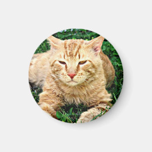 Meine Katze Rudy Magnet