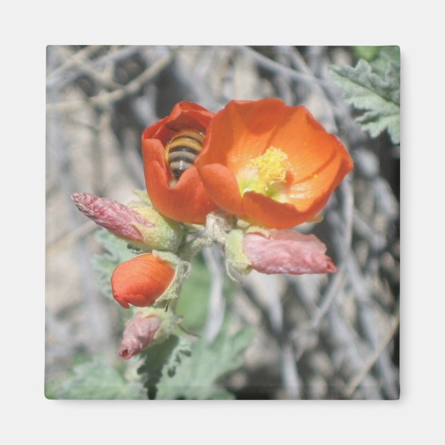 Meine kleine Honigbiene Magnet (Vorne)