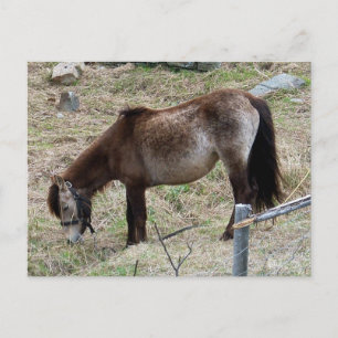 Meine kleine Pony Postcard Postkarte