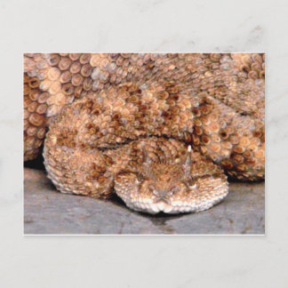 Meine kleine Viper Postkarte