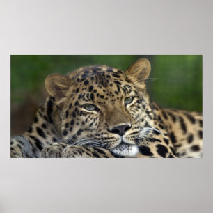 Meine letzten Tage auf Erden... Poster