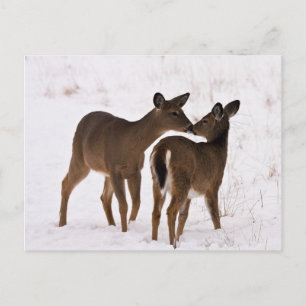 Meine Mama Liebe Postkarte