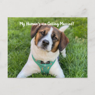 Meine Menschen heiraten Hunde-Foto Save The Ankündigungspostkarte