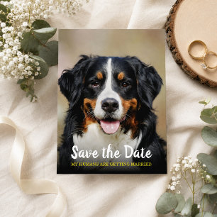 Meine Menschen werden verheiratet   Hund Save the  Postkarte
