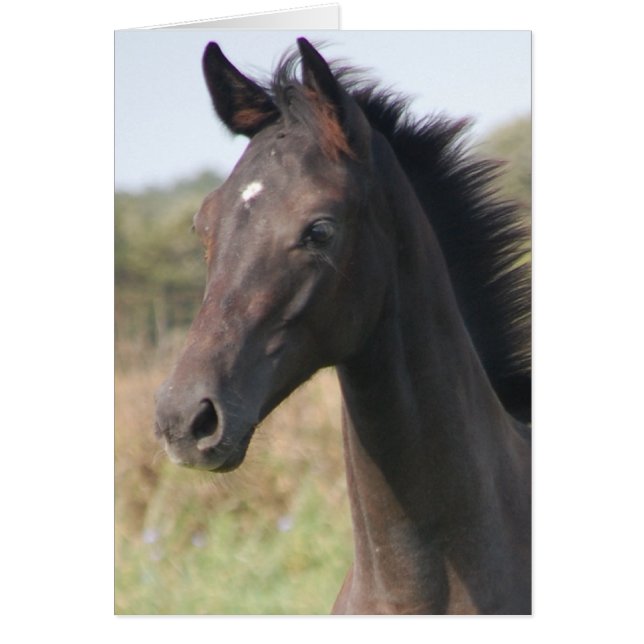 Meine neue Pony (Vorne)