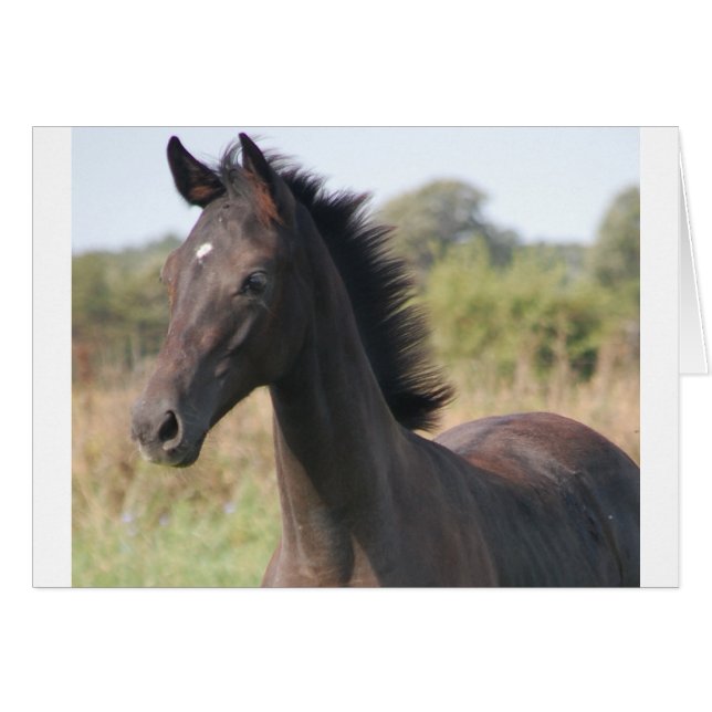 Meine neue Pony (Vorderseite (Horizontal))