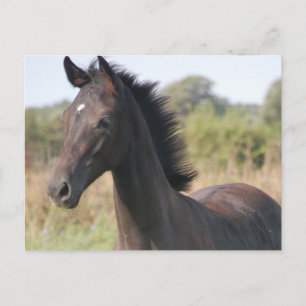 Meine neue Pony Postkarte
