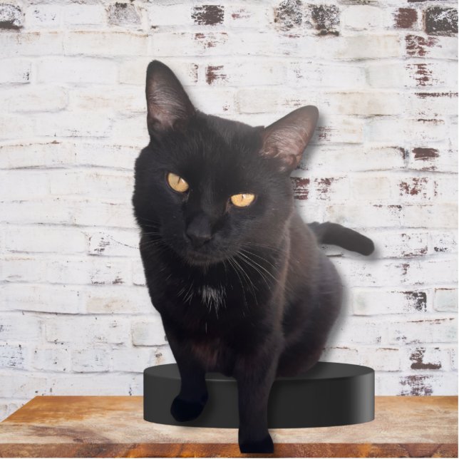 Meine Niedliche Katze Fotoskulptur (Vorne)