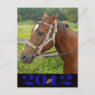 Meine Pferdepostkarte Postkarte