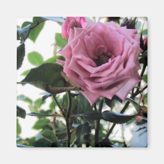 Meine Rose Magnet (Vorne)