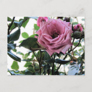 Meine Rose Postkarte