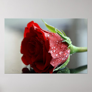 Meine Rose zum Geburtstag. Poster