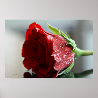 Meine Rose zum Geburtstag. Poster