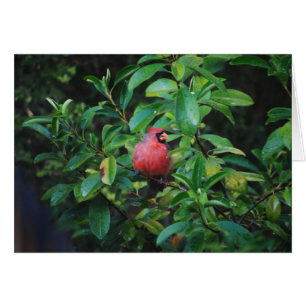 Meine Vorzug-Kardinals-Karte