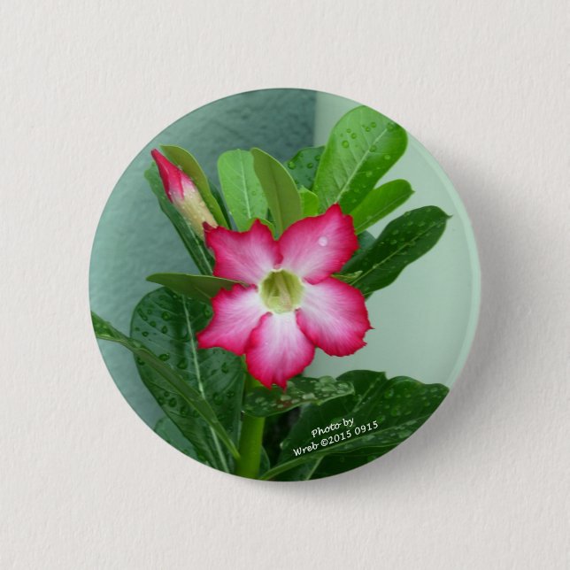 Meine Wüsten-Rose Button (Vorderseite)
