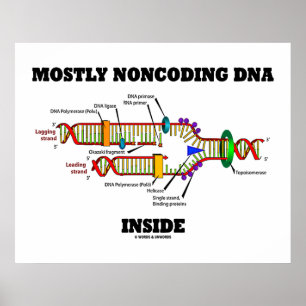 Meist nicht codierende DNA innerhalb (DNA-Replikat Poster