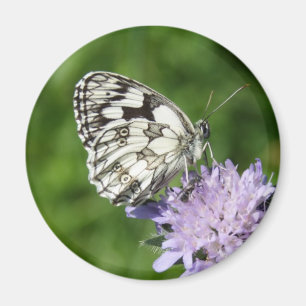 Melanargia Magnet