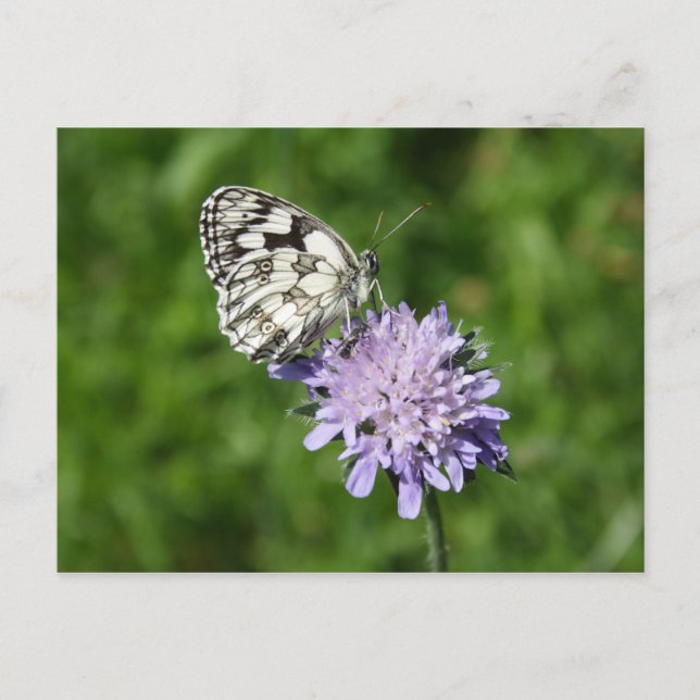 Melanargia Postkarte (Vorderseite)