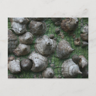 Melb. Botanischer Garten 1 Postkarten