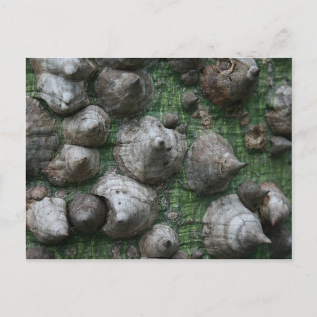 Melb. Botanischer Garten 1 Postkarten (Vorderseite)