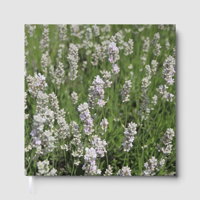 Melissa Lavender Gästebuch (Vorderseite)
