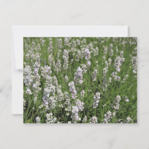 Melissa Lavender Postcard Postkarte
