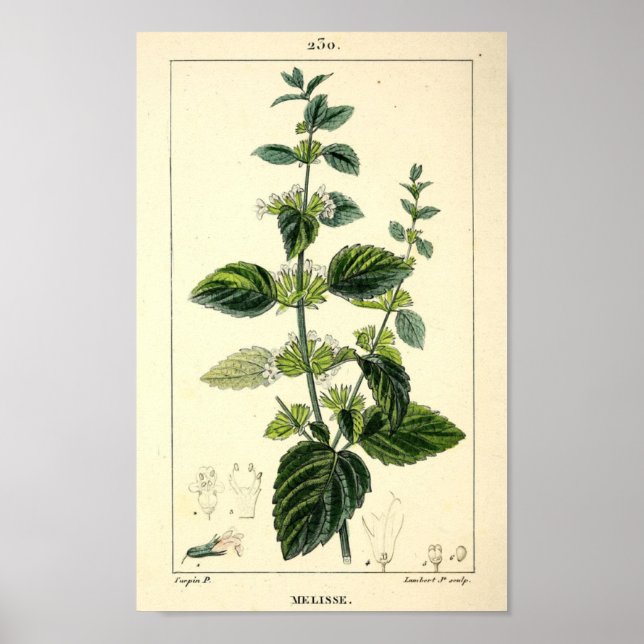 Melisse, Lemon Balm (Melissa officinalis), Print Poster (Vorne)