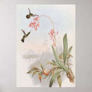 Mellisuga Minima Kolibris von John Gould Poster
