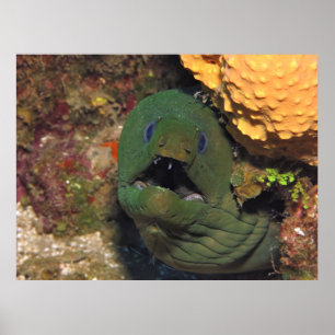 Mellow Moray Poster
