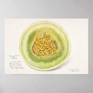 Melon (Cucumis Melo) Frucht Aquarellmalerei Poster