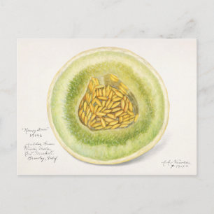 Melon (Cucumis Melo) Fruchtfarben Postkarte