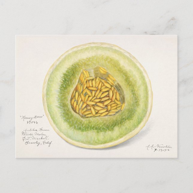 Melon (Cucumis Melo) Fruchtfarben Postkarte (Vorderseite)