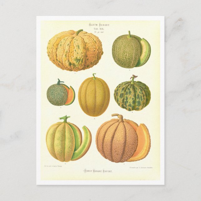 Melons Botanische Illustration aus Saatkatalog Postkarte (Vorderseite)