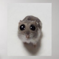 Mem, Hamster, Hamster Mem, trauriger Hamster, lust
