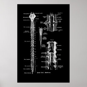 Membrane der Anatomie des Rückenmarks Poster