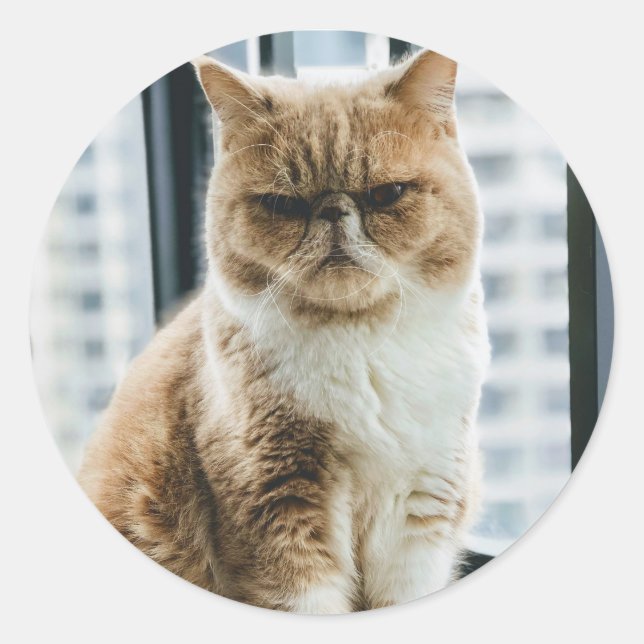 Meme-Katze Runder Aufkleber (Vorderseite)