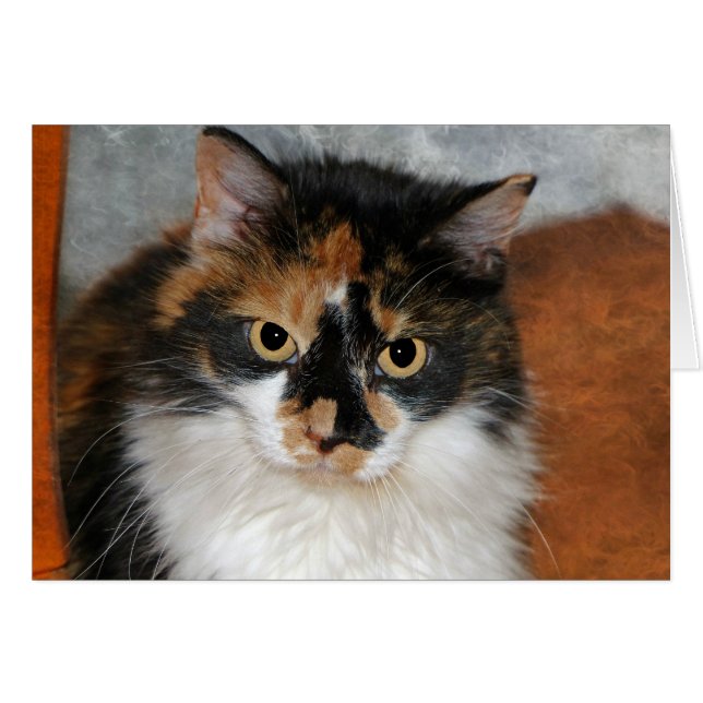 MeMeow (Vorderseite (Horizontal))